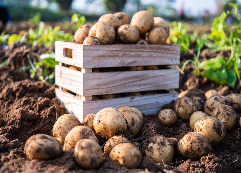 Les cagettes sont une bonne idée pour stocker les pommes de terre.
