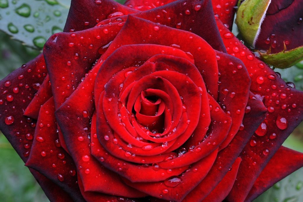 Pétalos, rosa, geometría