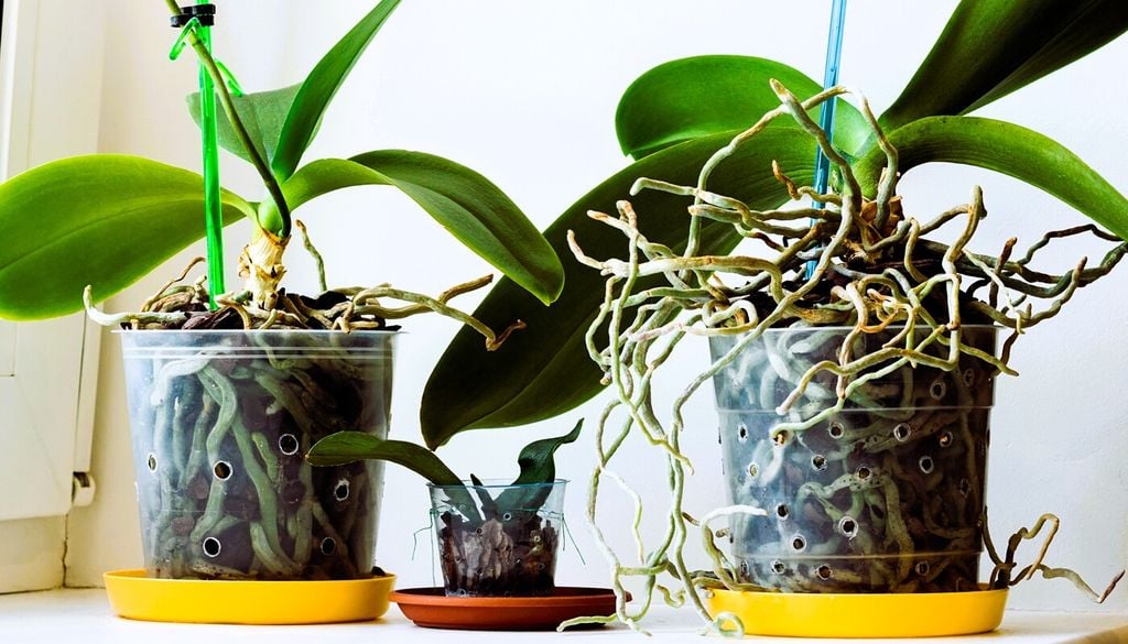 Quando annaffiare l'orchidea? Te lo dice il colore delle sue radici