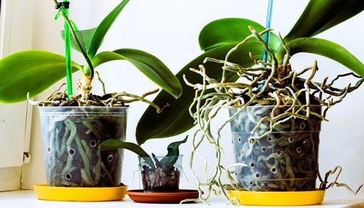 Quando annaffiare l'orchidea? Te lo dice il colore delle sue radici