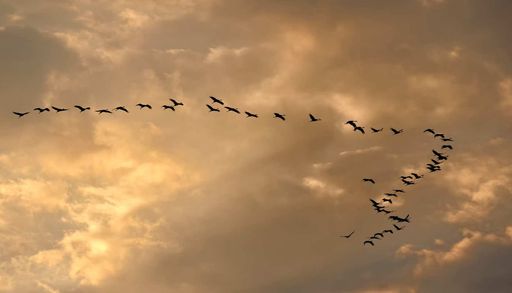 Quando as aves deixam de encontrar o caminho para casa