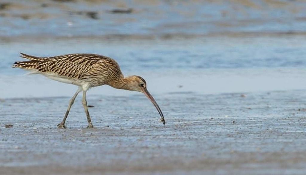 Maçarico-de-bico-fino O maçarico-de-bico-fino tornou-se um símbolo da crise das aves migratórias uma vez que foi declarado extinto em 2025. Fonte:Wild beim wild