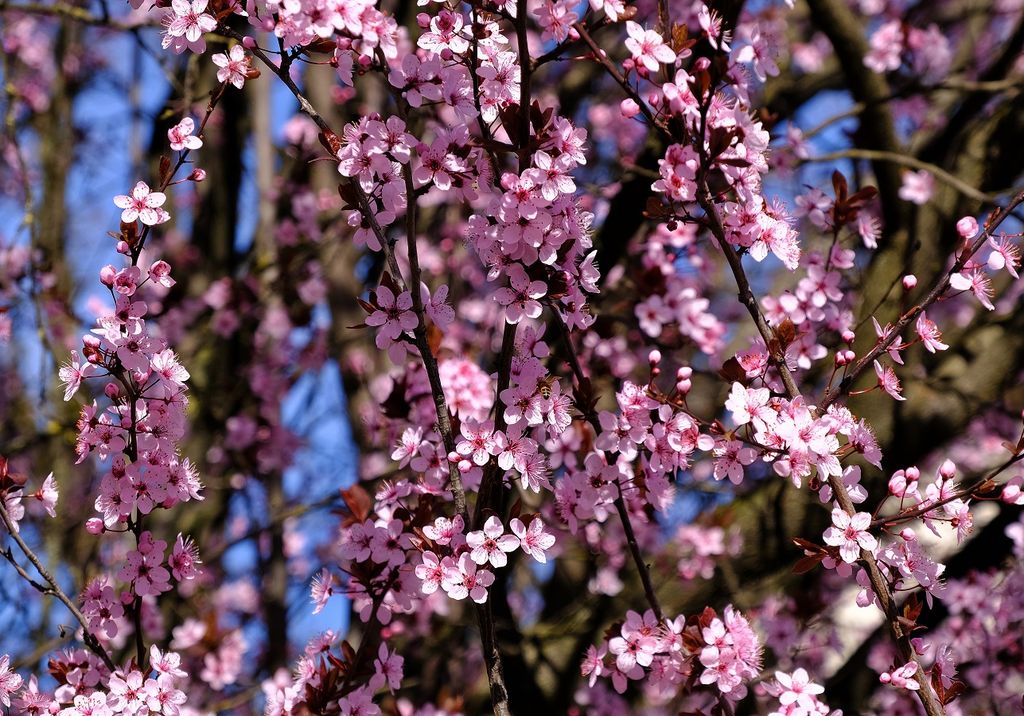 ciliegio primavera fiori