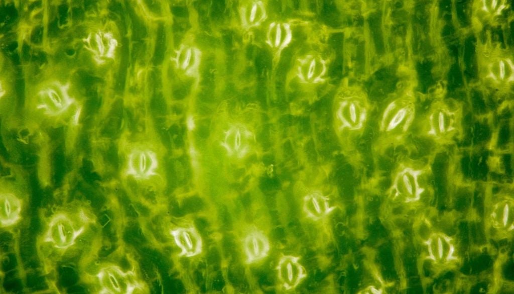 foglie-stomi Gli stomi sulla superficie di una foglia fotografati al microscopio