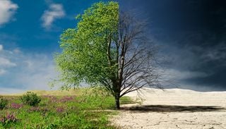 Quando la siccit&agrave; trasforma le foreste: senza pioggia per troppo tempo gli alberi inquinano