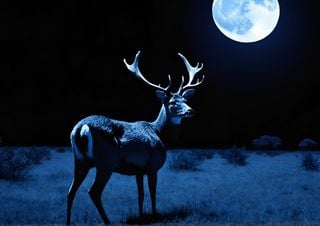 When it's July's full moon, the bright Stag Moon will light up this month's sky