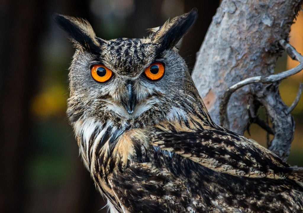 O programa Noctua, da Sociedade Portuguesa para o Estudo das Aves (SPEA) acontece todos os anos desde 2010. Foto de um mocho bufo-Real: Adobe Stock