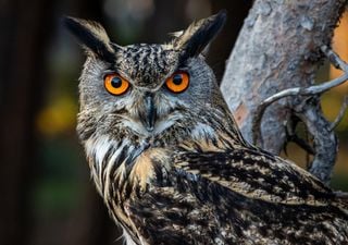 Quantas corujas e mochos h&aacute; em Portugal? Participe no censo das aves noturnas para descobrir a resposta