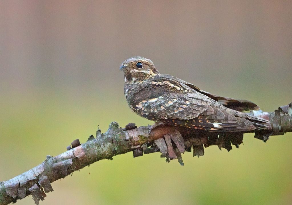 Se quiser participar no 17º censo do programa Noctua, será muito bem-vindo, mas terá de saber distinguir os sons emitidos por mochos, corujas e noitibós. Na foto, um noitibó-europeu: Adobe Stock
