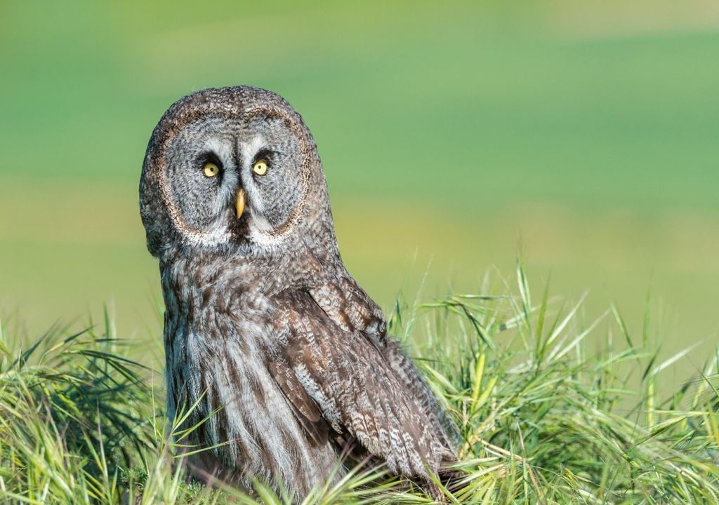 A coruja-do-mato está entre as cinco espécies que maior declínio registou nas monitorizações anuais do programa Noctua. Foto: Adobe Stock