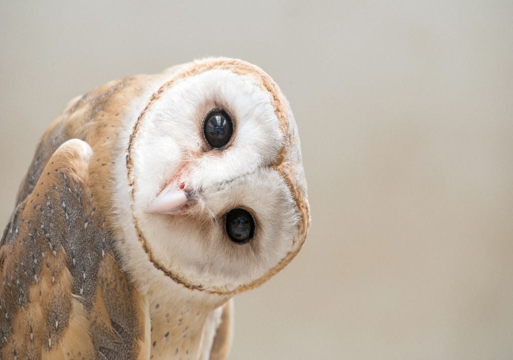 O declínio de corujas e mochos poderá indicar problemas ambientais, como expansão agrícola ou presença de poluentes no solo. Foto de coruja-das-torres: Adobe Stock
