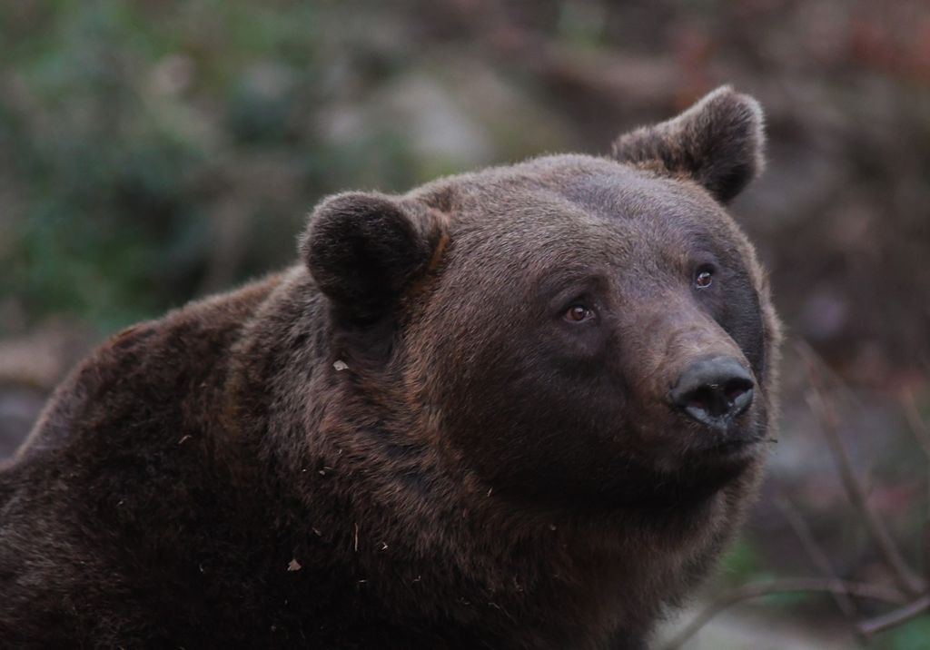 orso bruno italia