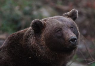 Quantos ursos existem na Itália?  Aqui estão os números