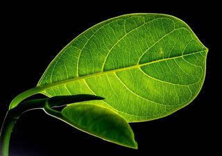 Plants have a special system that uses quantum mechanics