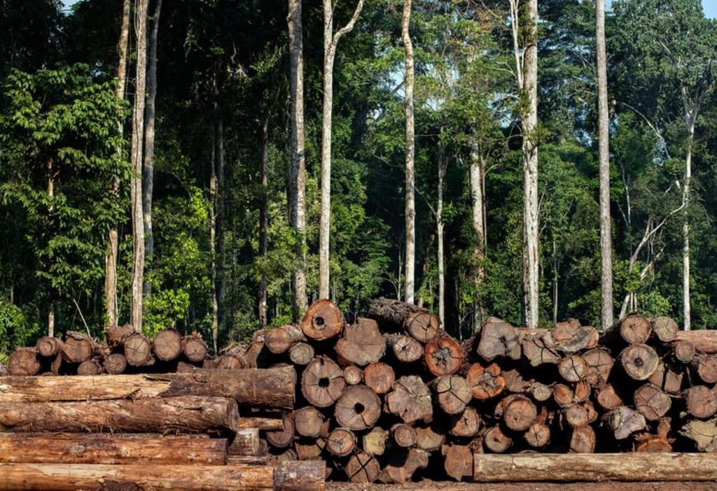 Pilhas de toras de madeira em área de exploração no Pará. Quase metade da extração no estado entre 2023 e 2024 ocorreu sem autorização ambiental. Crédito: Imazon