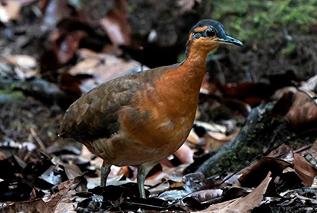 Após três anos de busca, pesquisadores conseguiram encontrar espécie de ave com canto curioso na Amazônia, o sururina-da-serra Após três anos de busca, pesquisadores conseguiram encontrar espécie de ave com canto curioso na Amazônia, o sururina-da-serra