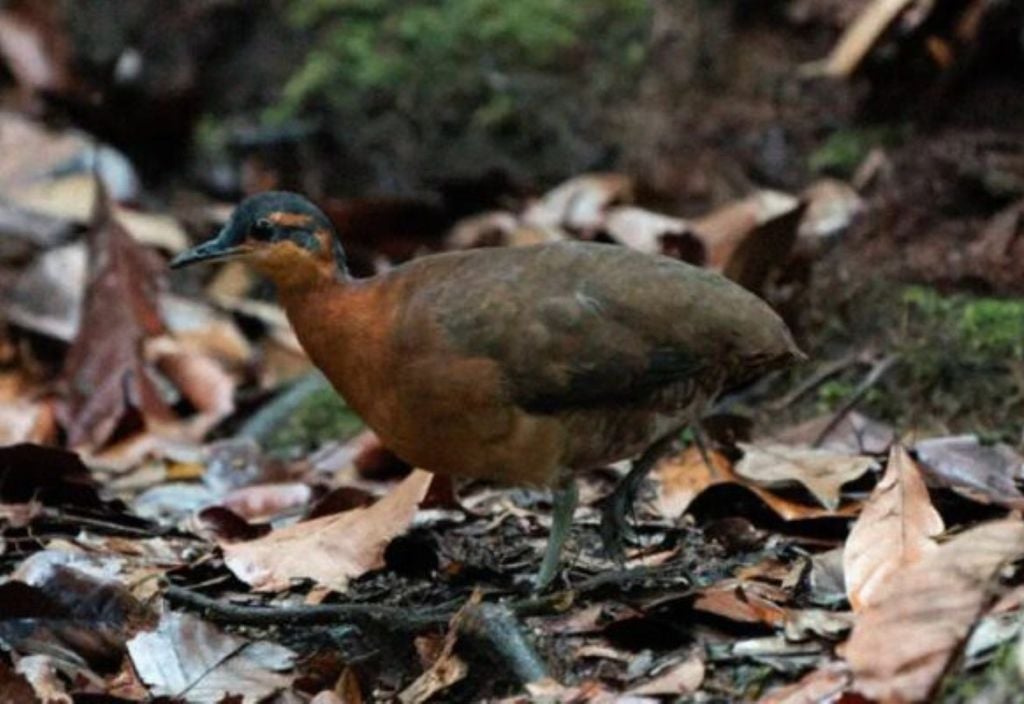 Imagem mostra detalhes da ave sururina-da-serra Imagem mostra detalhes da ave sururina-da-serra