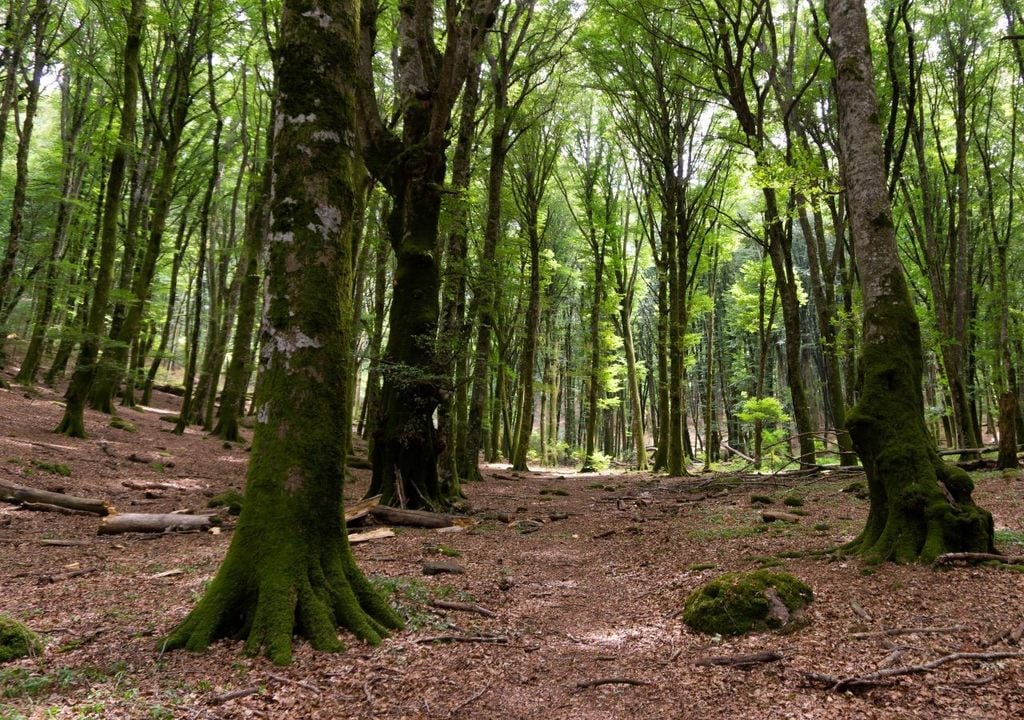 alberi in estinzione in Europa