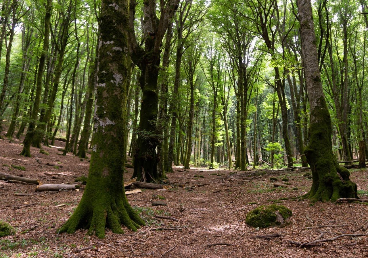 Tra le specie vulnerabili sono indicate anche l’iconico ippocastano (Aesculus hippocastanum), mentre sono definite “minacciate” ben tre quarti delle 170 specie arboree del Sorbus d’Europa (famiglia delle Rosacee).