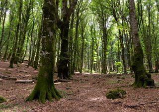 Quasi la metà degli alberi europei è a rischio estinzione