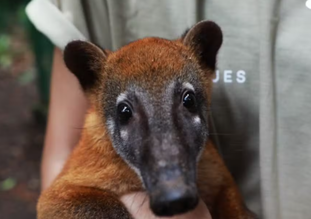 Nando Reis se tornou padrinho de animal silvestre no Pará.