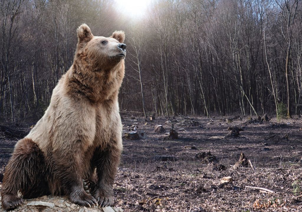 Oso Oso