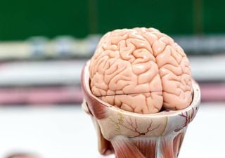 ¿Qué actividad muestra nuestro cerebro en los últimos 7 minutos de nuestra vida?