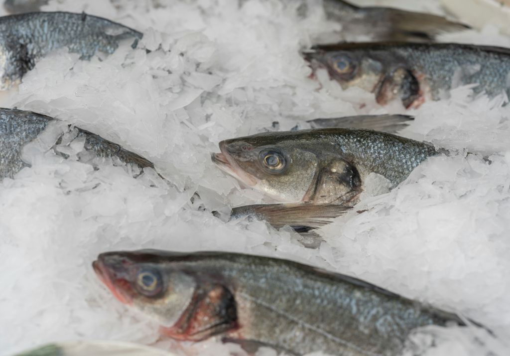 pescados pescados