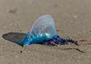 Fragata portuguesa obliga al cierre de playas, ¿qué debemos hacer ante una picadura? 