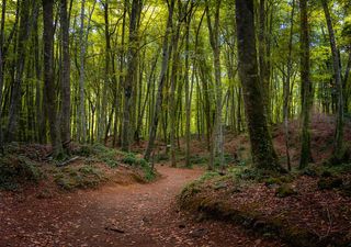 Todo lo que debes saber antes de visitar La Fageda d'en Jordà: el impresionante bosque de hayas situado en Cataluña