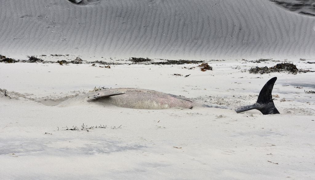 Carcasse Animal Marin Baleine Dauphin Sable Ici une carcasse d'un animal marin, dauphin ou baleine ?