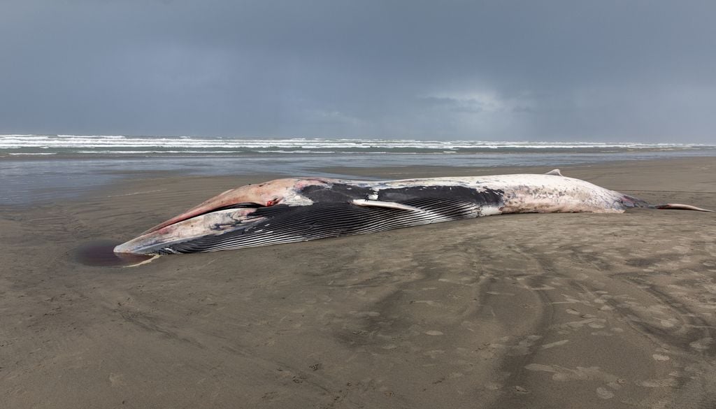 Cadavre baleine plage sable mer Ici, le cadavre d'une jeune femelle baleine.