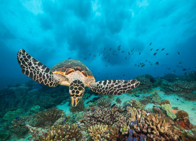 Que deviennent nos océans quand ils avalent trop de CO2 ?
