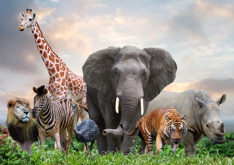 Não se deixe enganar pelo tamanho: conheça os animais mais fortes do mundo! Não se deixe enganar pelo tamanho: conheça os animais mais fortes do mundo!