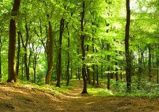 Qué es el “agujero de calentamiento” y cómo los bosques ayudan a atenuar las temperaturas en ascenso