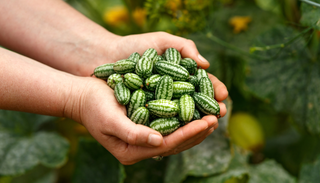 Que es el cucamelon, la sand&iacute;a miniatura mexicana con sabor a pepino y toque c&iacute;trico