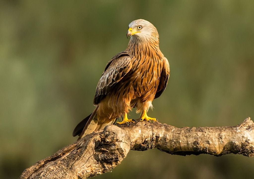 Milano real Milano real