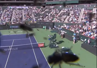 Cos'è uno sciame e perché le api hanno interrotto la partita di tennis a Indian Wells