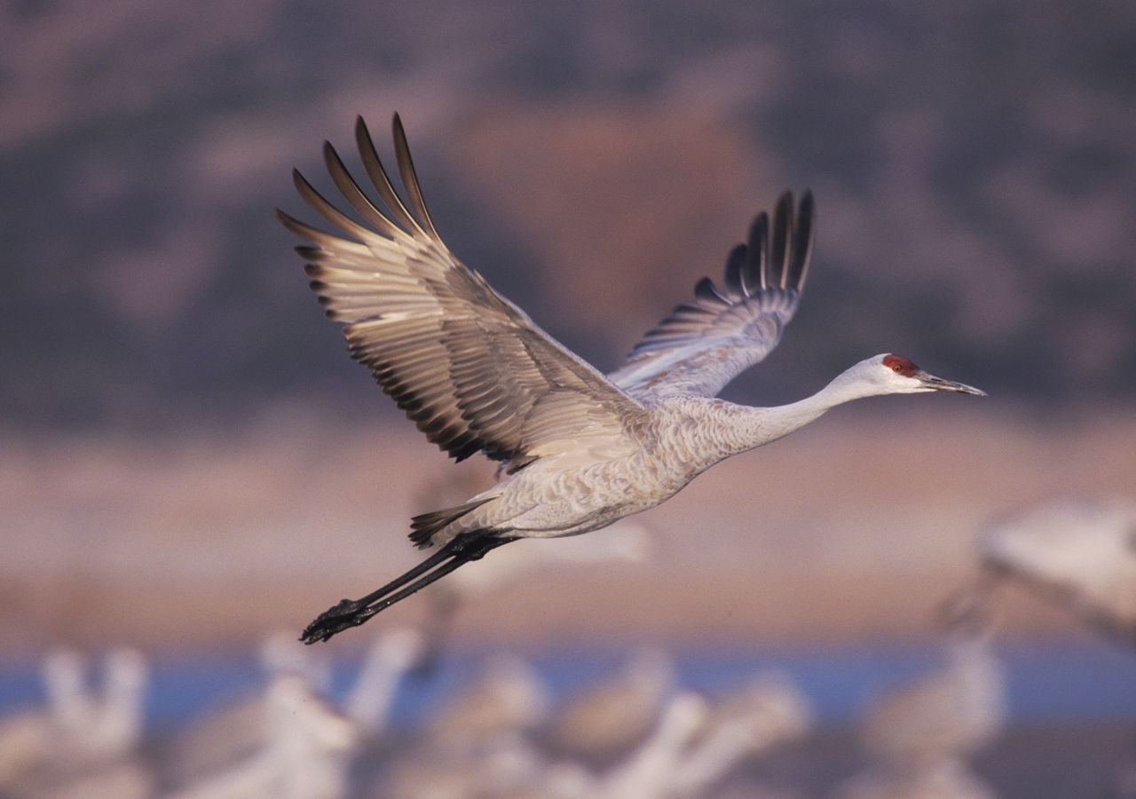 En Estados Unidos puede repetirse la historia que, en 1980, puso en peligro a una especie muy amenazada: el grus americano.