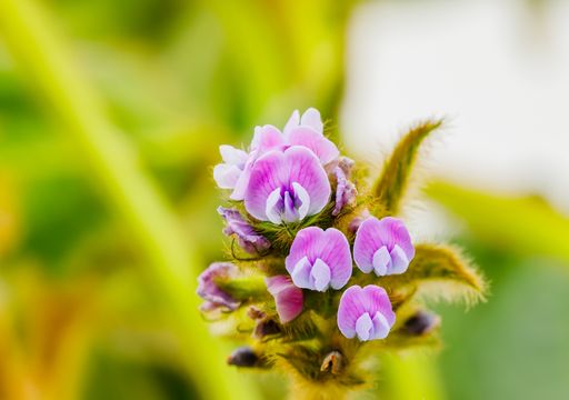 Que es el fotoperiodo y cómo afecta a las plantas en otoño
