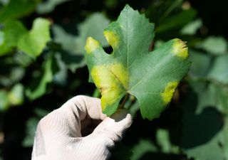 Primeras manchas de mildiu en un viñedo riojano, ¿qué es y qué riesgo existe de que se extienda a otras zonas?