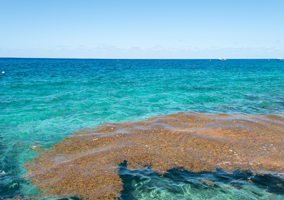 Qué es el sargazo, la plaga del Caribe mexicano que está arruinando las vacaciones de miles de turistas. Noticias en tiempo real
