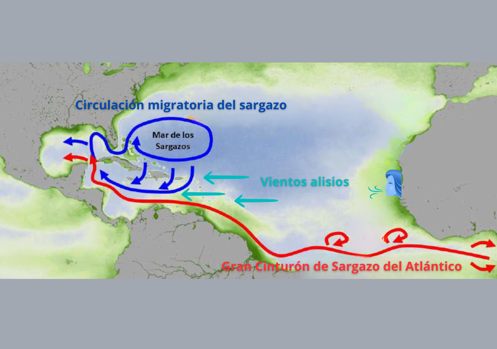 sargaço; trajecto sargaço; trajecto