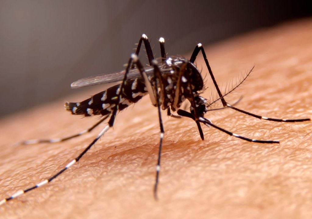 Picadura de mosquito Picadura de mosquito