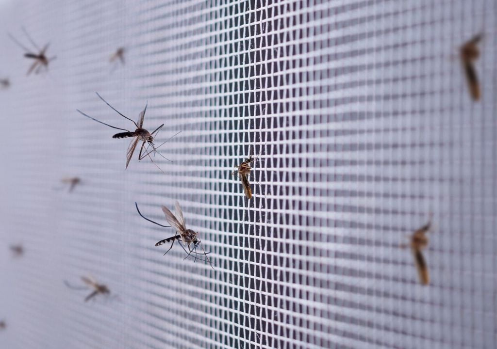 Mosquiteras Mosquiteras