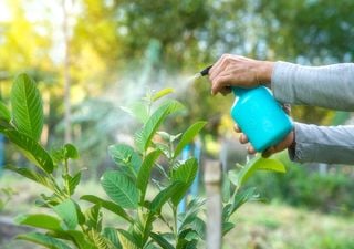 ¿Qué es la piretrina y cómo se debe usar en nuestro huerto para eliminar los insectos?