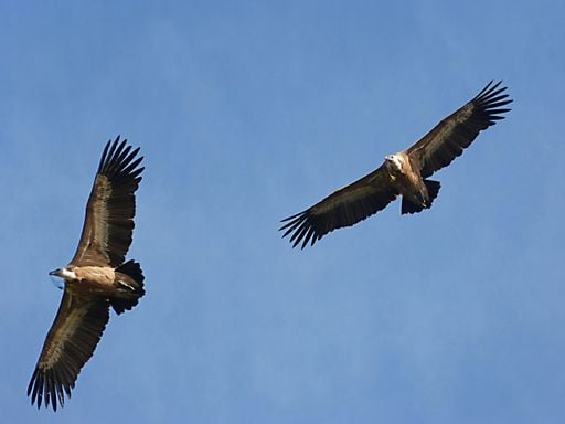 &iquest;Qu&eacute; es m&aacute;s costoso para los animales nadar o volar?