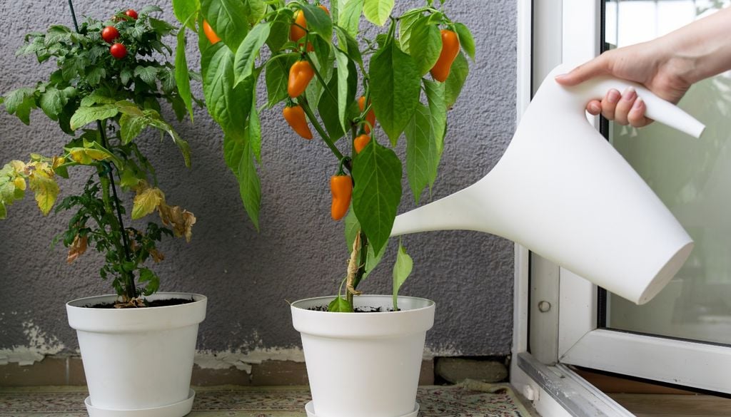 El toque de carácter para la huerta. Al igual que el tomate, esperan las temperaturas templadas de la primavera para brillar al sol.
