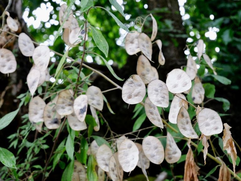 Qué es un 'jardín lunar', el truco botánico que ilumina tus noches