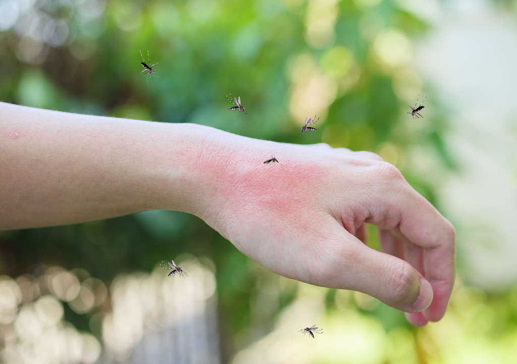 Dengue Dengue